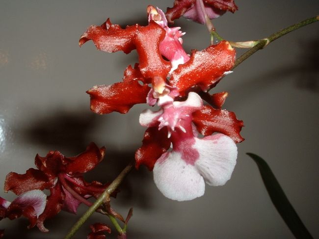 Que Faire Avec Une Orchidee Qui A Perdu Ses Fleurs